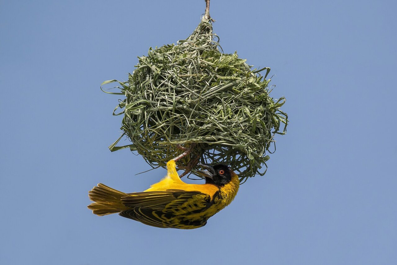 Weaverbirds: Master Architects of the African Savanna