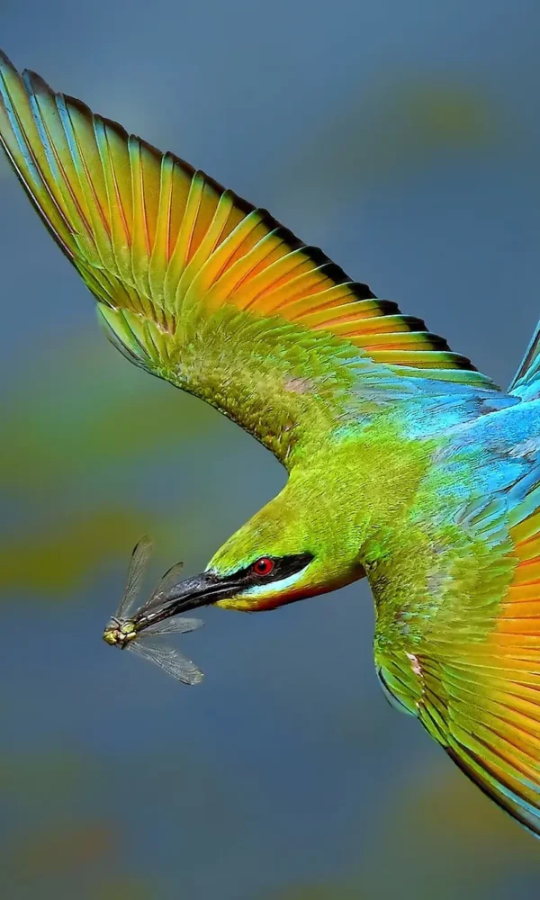 Bee Eaters of East Africa: A Rainbow in Flight