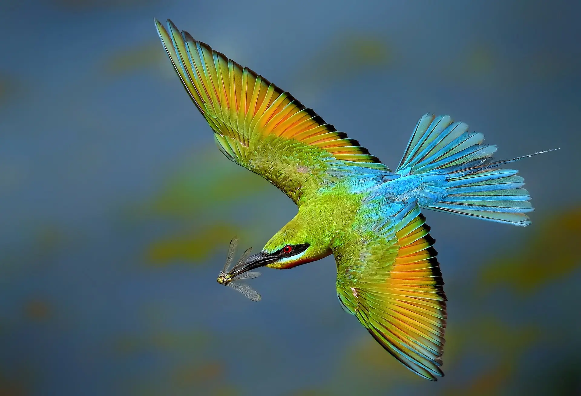 Bee Eaters of East Africa: A Rainbow in Flight