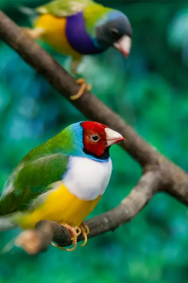 The Best Months to Bird East Africa Year Round