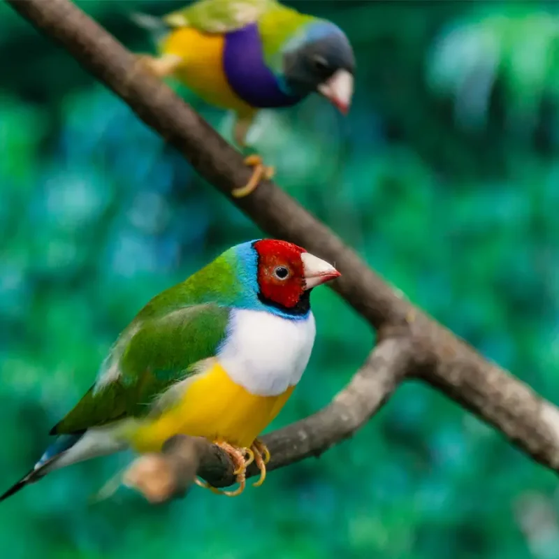 The Best Months to Bird East Africa Year-Round