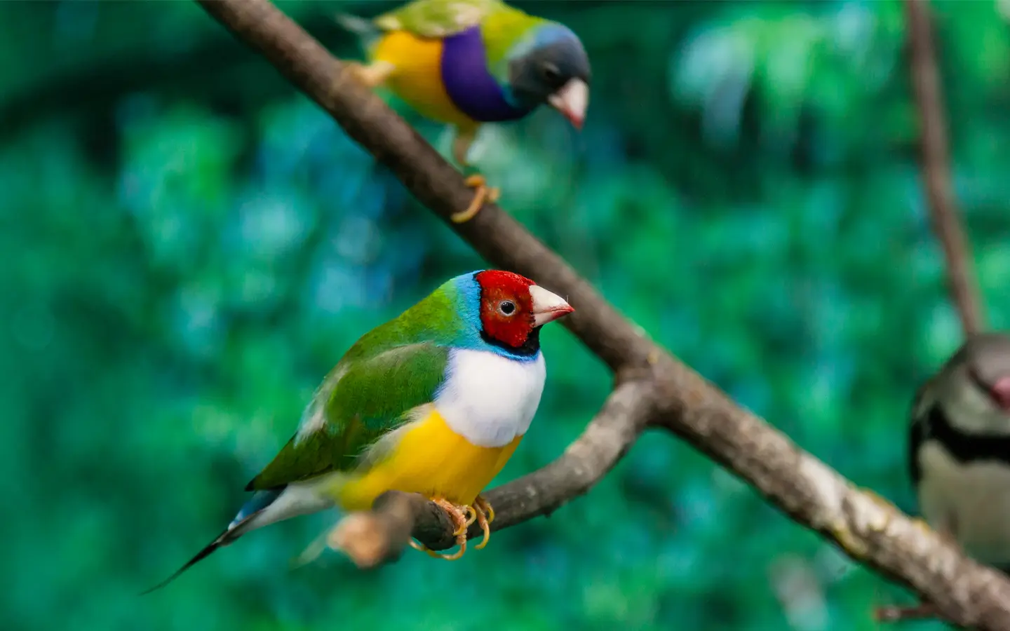 The Best Months to Bird East Africa Year Round