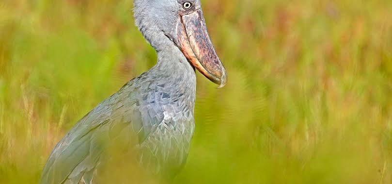 Shoebill standing quietly among papyrus reeds in Uganda's peaceful freshwater wetland habitat during sunrise.