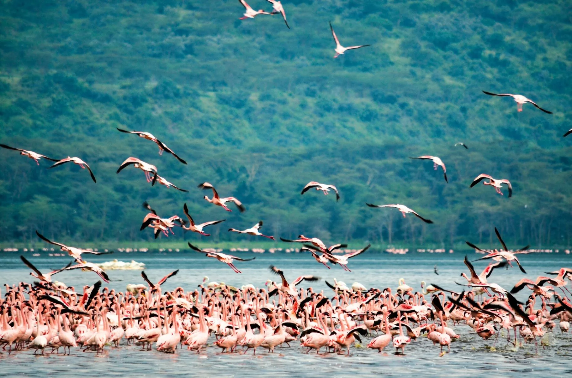 East African birds in lush wetlands during seasonal migration across diverse natural habitats.