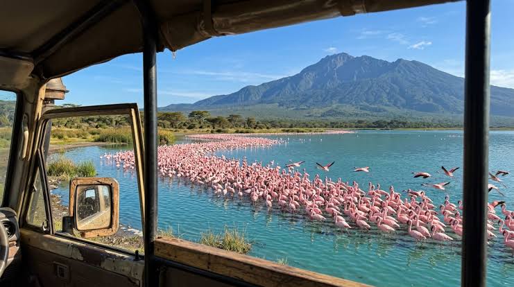 Tanzania birdwatching safari with colorful birds across lush wetlands, forests, and savannas.