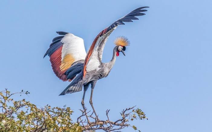 Uganda wetlands and forests filled with colorful birds during peak birdwatching season