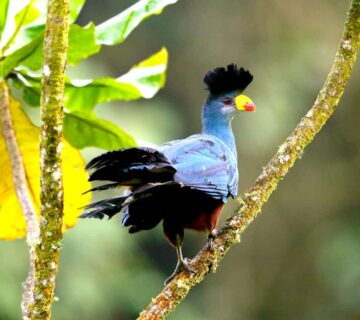 Best Time of Year to Visit Uganda for Birdwatching