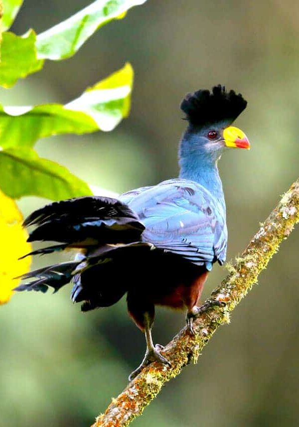 Best Time of Year to Visit Uganda for Birdwatching