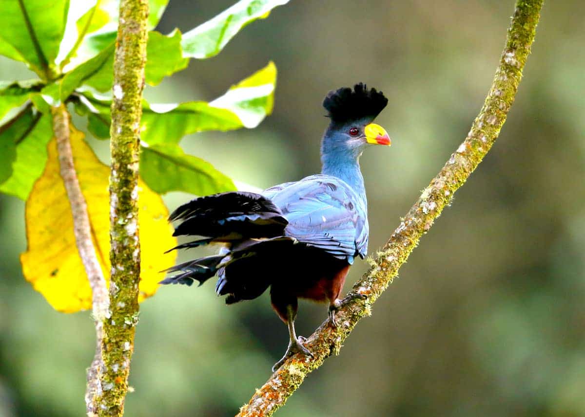 Best Time of Year to Visit Uganda for Birdwatching