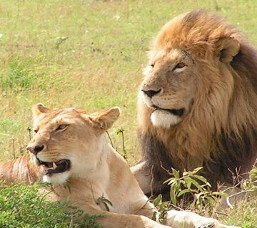 Big Five Lion Pair