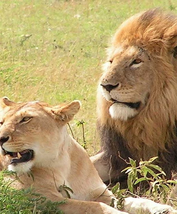 Big Five Lion Pair