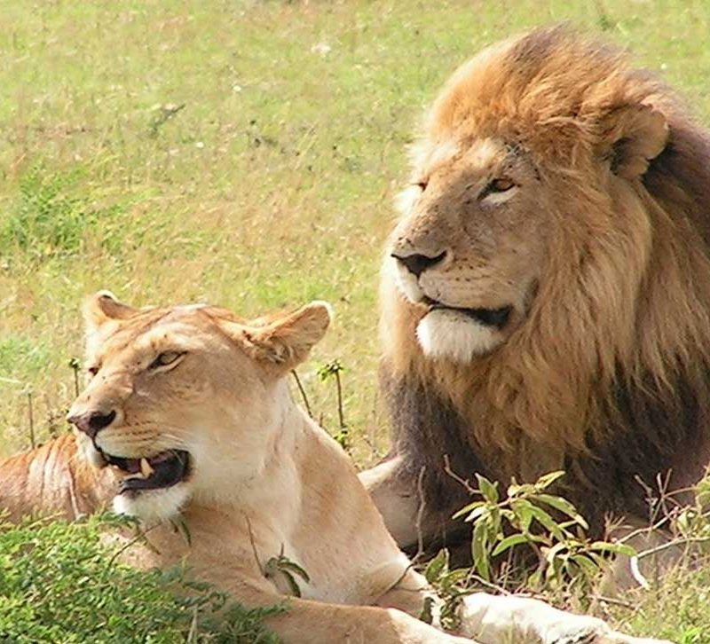 Big Five Lion Pair Big Five Lion Pair