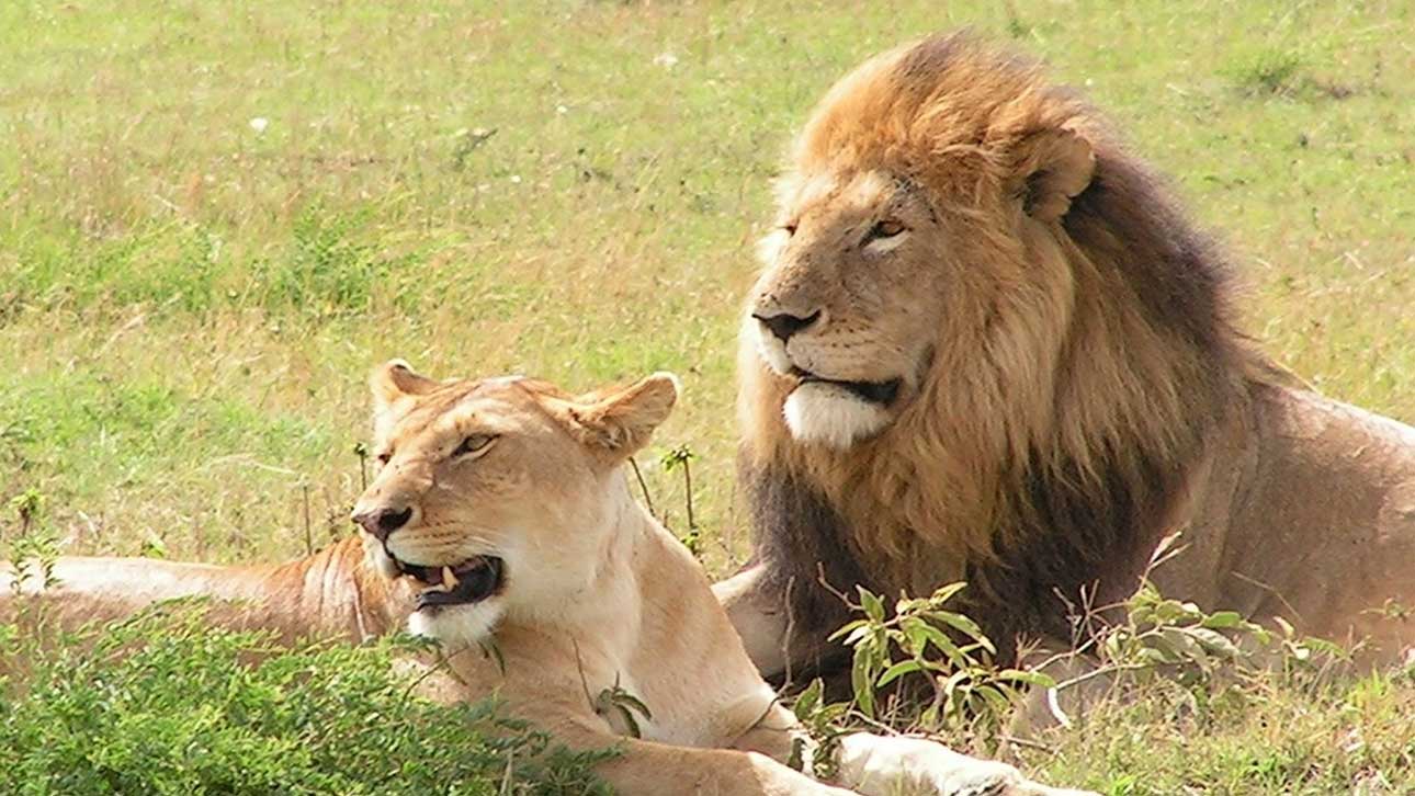 Big Five Lion Pair