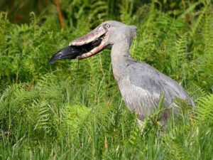 Shoe bill eating lungfish in Uganda wetland while standing among papyrus reeds patiently.