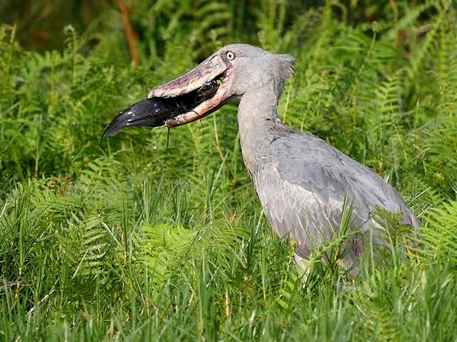 Shoe bill eating lungfish in Uganda wetland while standing among papyrus reeds patiently.
