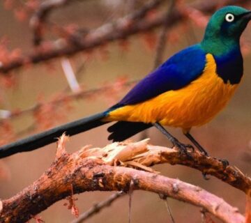 Kenya's Endemic Birds: A Complete Checklist for Birders