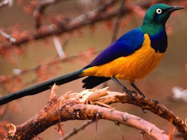 Kenya's Endemic Birds: A Complete Checklist for Birders
