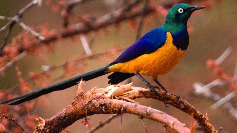 Kenya's Endemic Birds: A Complete Checklist for Birders