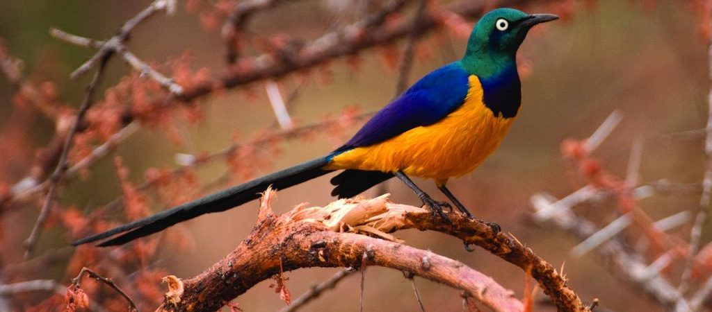 Kenya's Endemic Birds: A Complete Checklist for Birders