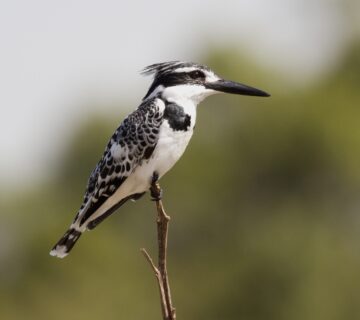 Tsavo East and West: Dryland Birding in Kenya