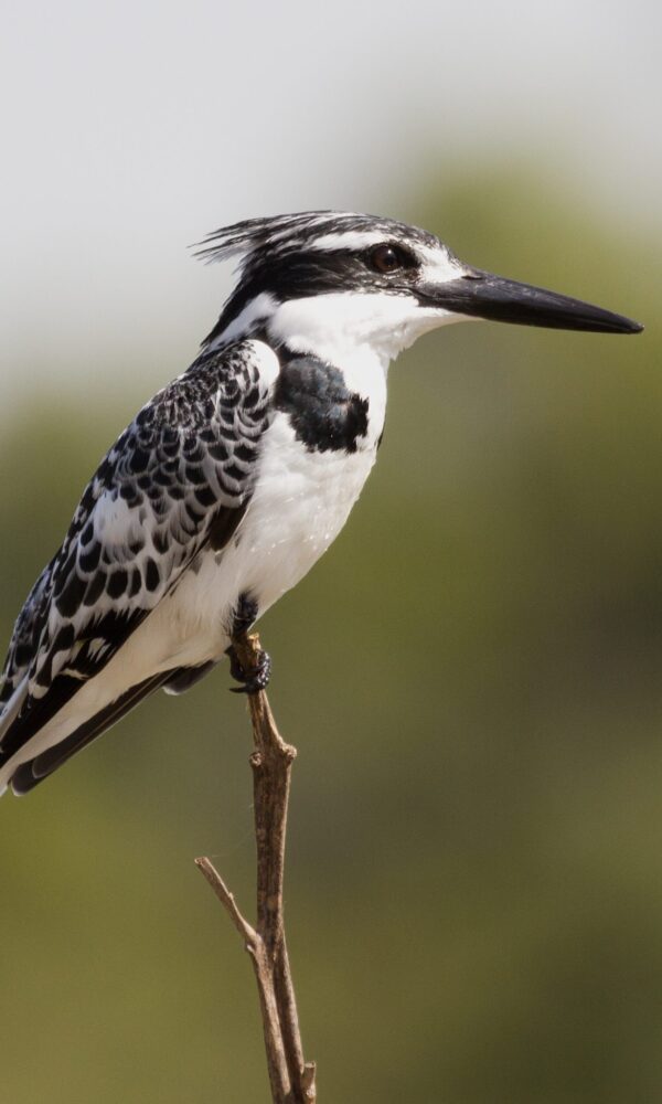 Tsavo East and West: Dryland Birding in Kenya
