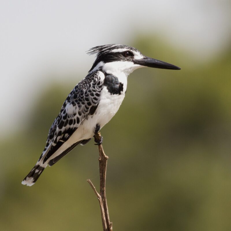 bird-life-in-tsavo-west-and-east Tsavo East and West: Dryland Birding in Kenya