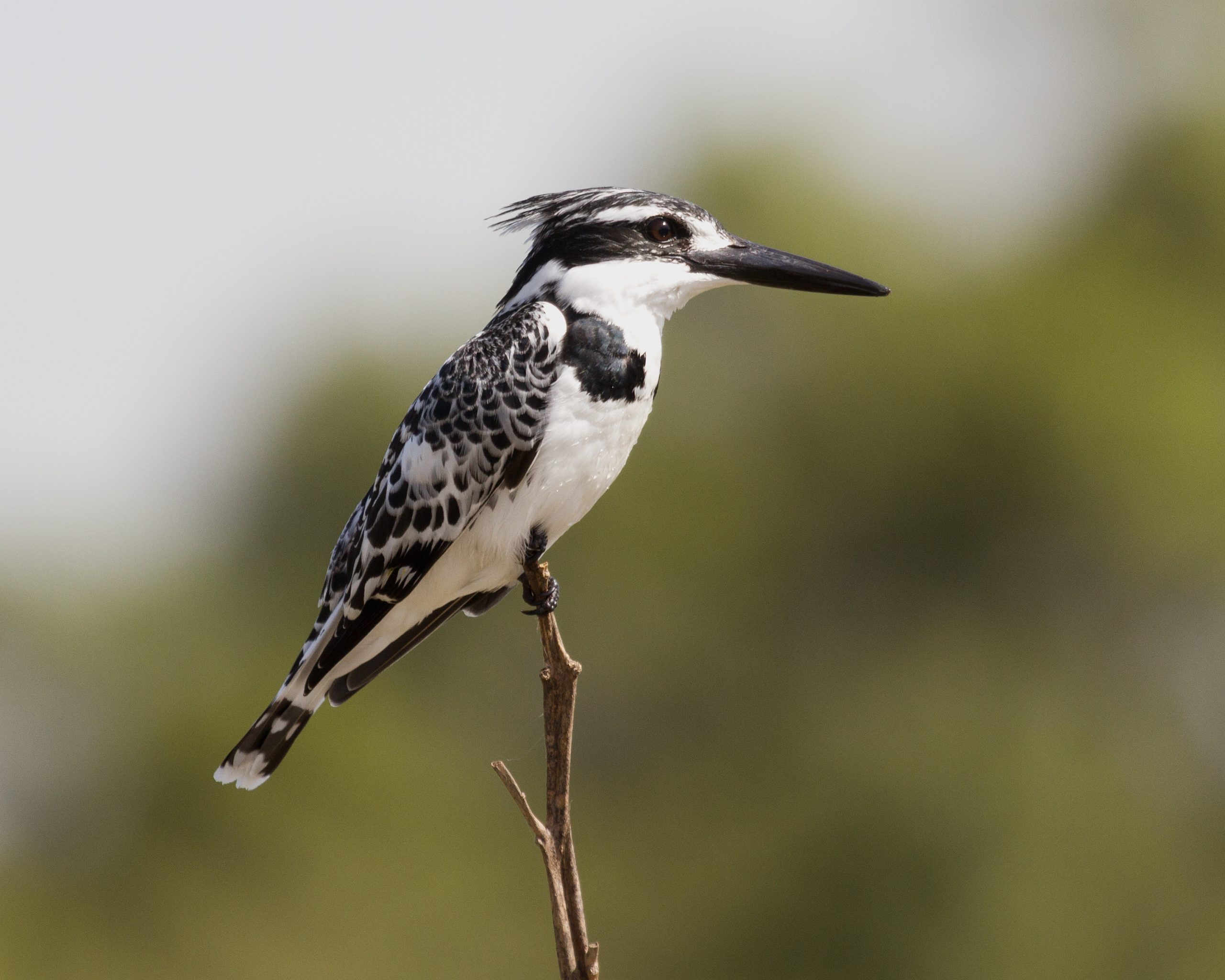 Tsavo East and West: Dryland Birding in Kenya