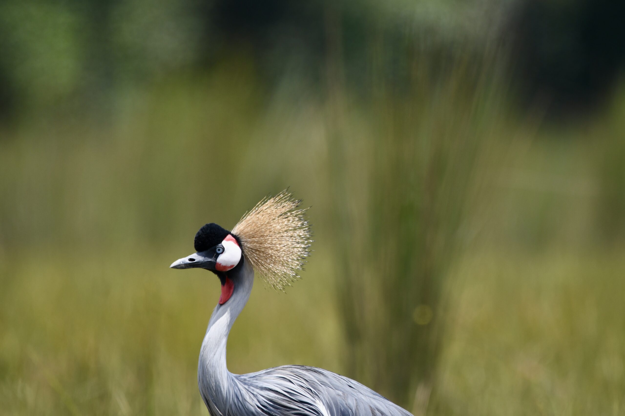 Rwanda conservation protects diverse birdlife across forests, wetlands, savannas, and mountain habitats.