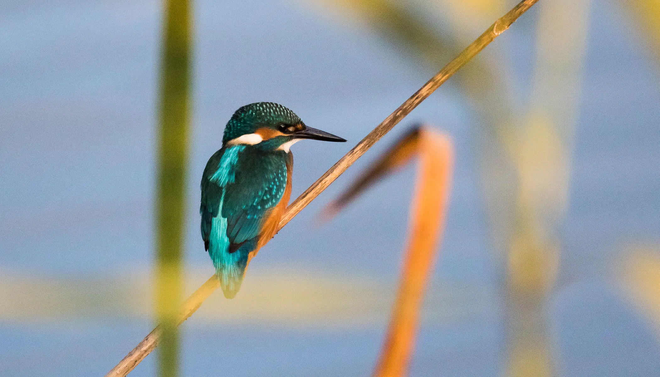 Storytelling Through Bird Photography: Lessons from the Field and Capturing Authentic Wildlife Moments