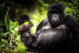 Rwanda gorilla trekking and birding through lush forests with diverse wildlife and mountain scenery.