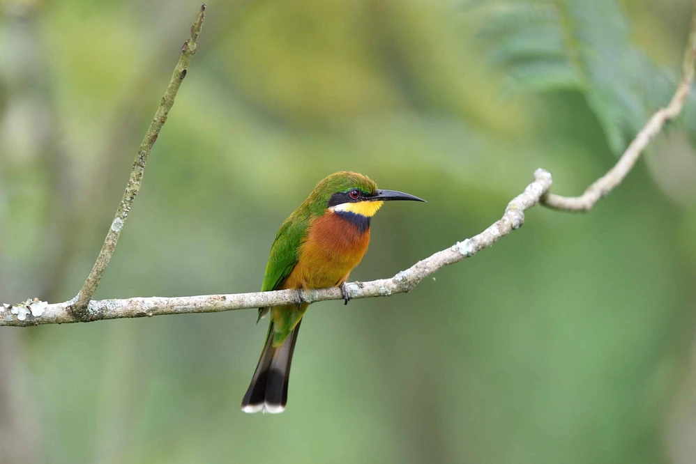 moorland toward dramatic alpine habitats above Tanzania's slopes