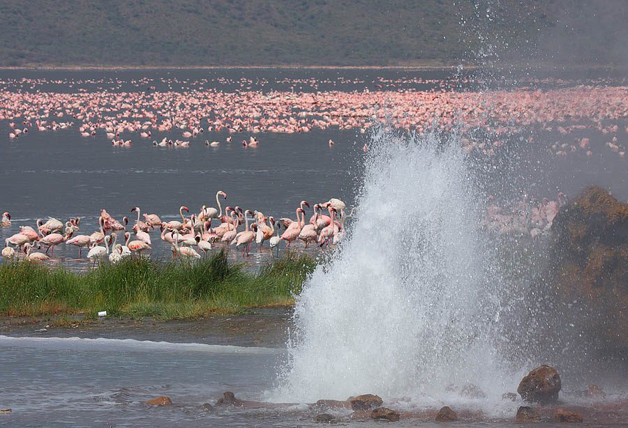 Flamingos gathering along Lake Baringo shoreline amid Kenya's scenic Rift Valley landscape and wetlands
