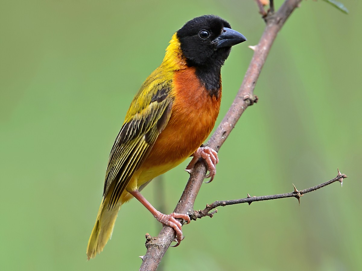 Selous birds along the Rufiji River within Tanzania’s wild Nyerere ecosystem