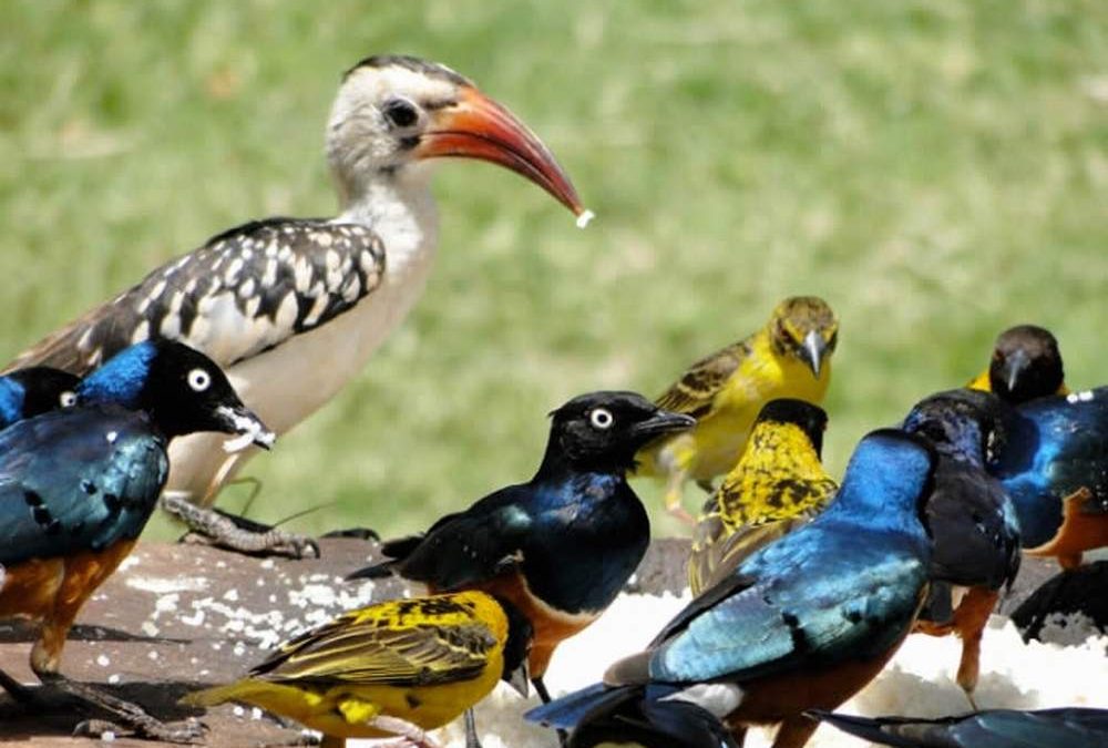 Sokoke Forest with lush coastal trees and rare endemic birds in Kenya's tropical forest habitat.