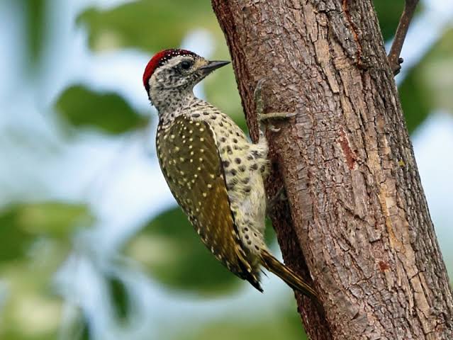 Udzungwa Mountains forest with endemic birds and lush Tanzanian mountain vegetation.