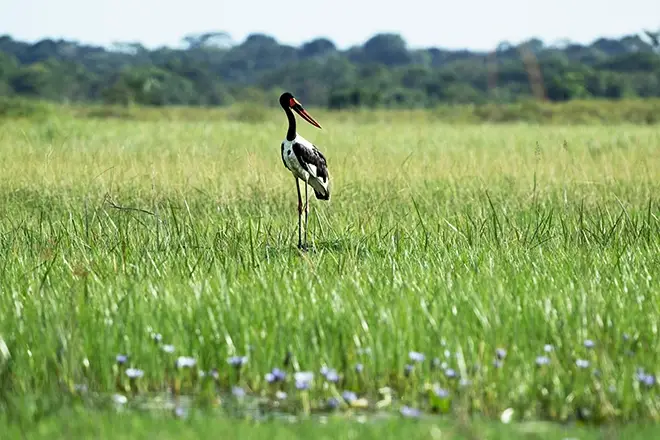 Ziwa rhino sanctuary wetlands with colorful birds and grazing rhinoceros in Uganda’s landscape