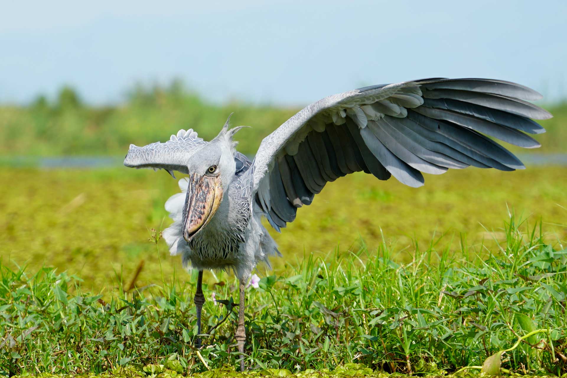 Shoebill spreading wings across Uganda's peaceful papyrus wetland during early morning birding adventure