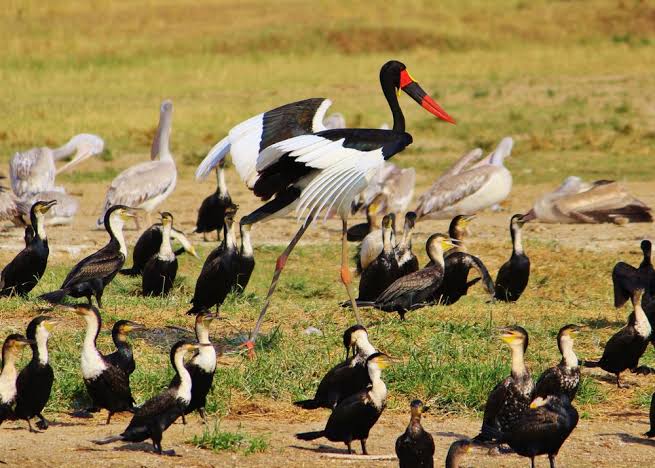 Akagera savanna birdwatching featuring colorful birds across Rwanda’s scenic wetland landscape during sunrise.