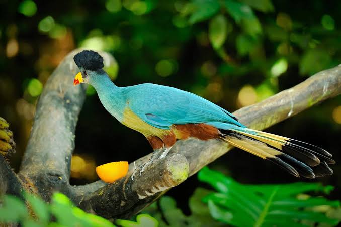 Forest canopy, rare birds, butterflies, ancient trees, and wildlife thriving within Kenya's remarkable rainforest habitat.