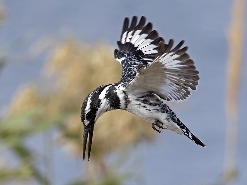 Lake Mburo wetlands with colorful birds, acacia trees, and scenic Ugandan landscapes.