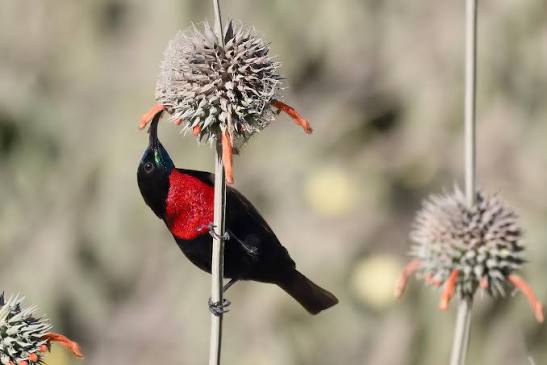 Maasai Mara birdlife fills the savanna with colorful rollers, soaring raptors, elegant storks, vibrant starlings, and singing larks.