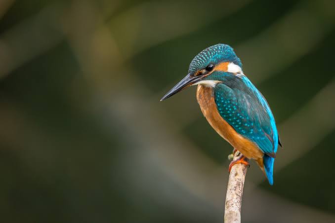 Nyungwe Forest birds perched among lush green trees in Rwanda's misty mountains.