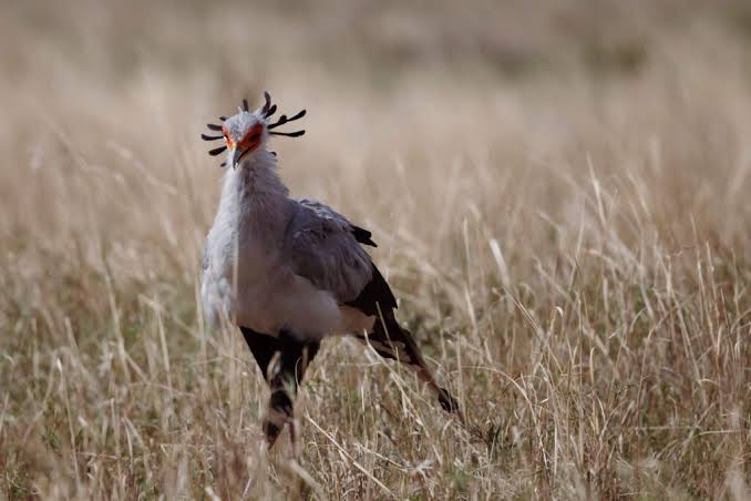 Serengeti grasslands with colorful birds, raptors, acacia trees, and wildlife in Tanzania