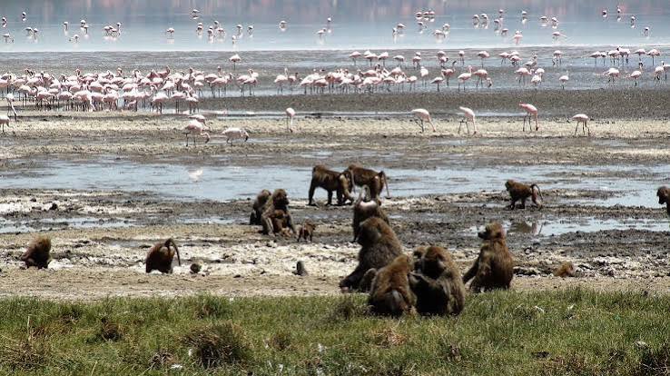 Bird-rich Rufiji Delta wetlands with mangroves, waterways, mudflats, and coastal habitats in Tanzania.