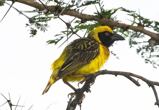 Entebbe Botanical Gardens with colorful birds perched among lush tropical trees in Uganda.