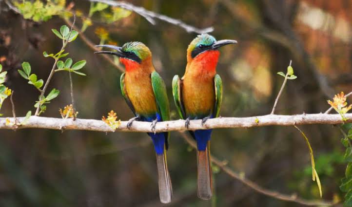 Uganda rainy season birding with colorful birds feeding across lush wetlands and forests.