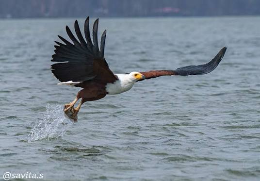African Fish Eagle soaring above Lake Naivasha waters during a peaceful morning boat birding experience.