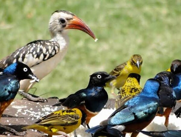 Why Kenya Remains East Africa's Classic Birding Safari