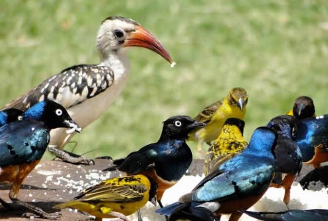 Why Kenya Remains East Africa's Classic Birding Safari
