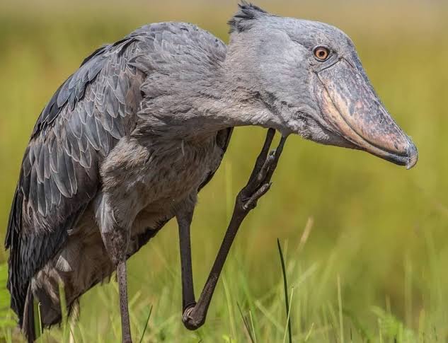 Uganda birding itinerary featuring wetlands, forests, savannah, lakes, and colorful native birds